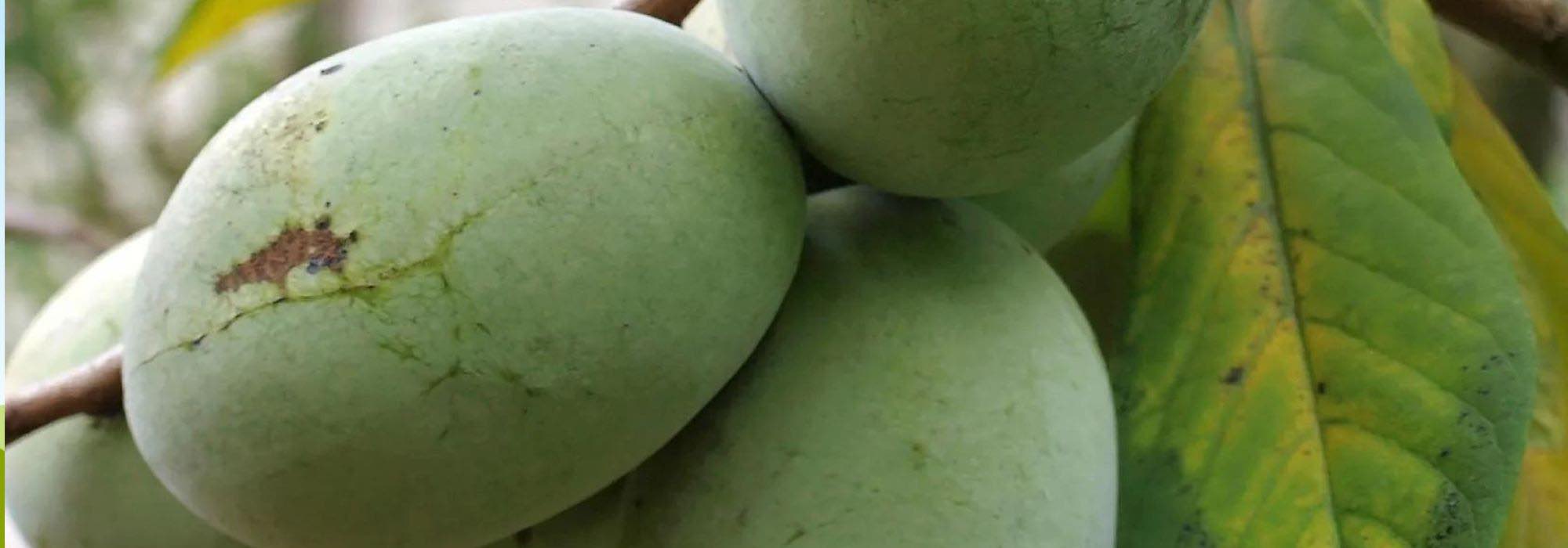 Bosque comestible: 7 frutales a la vez originales y resistentes