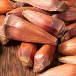 La Araucaria: descubre esta conífera cuyas semillas son comestibles