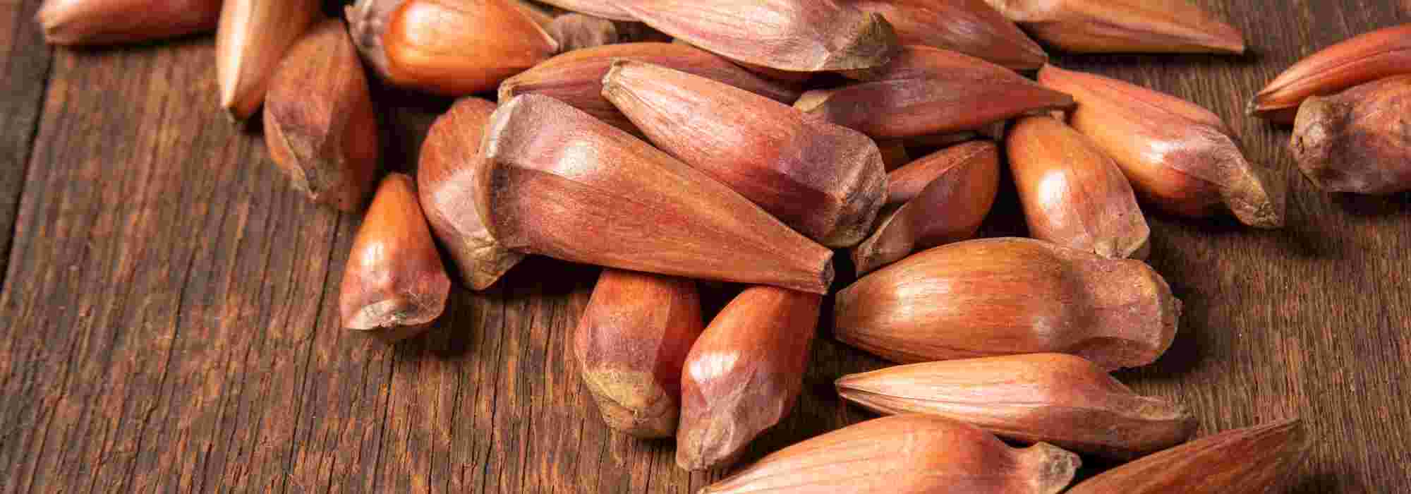 La Araucaria: descubre esta conífera cuyas semillas son comestibles