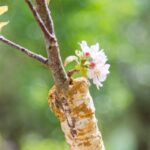 ¿Cómo multiplicar el Cerezo japonés?