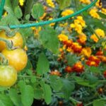 Las 10 mejores plantas compañeras para los tomates