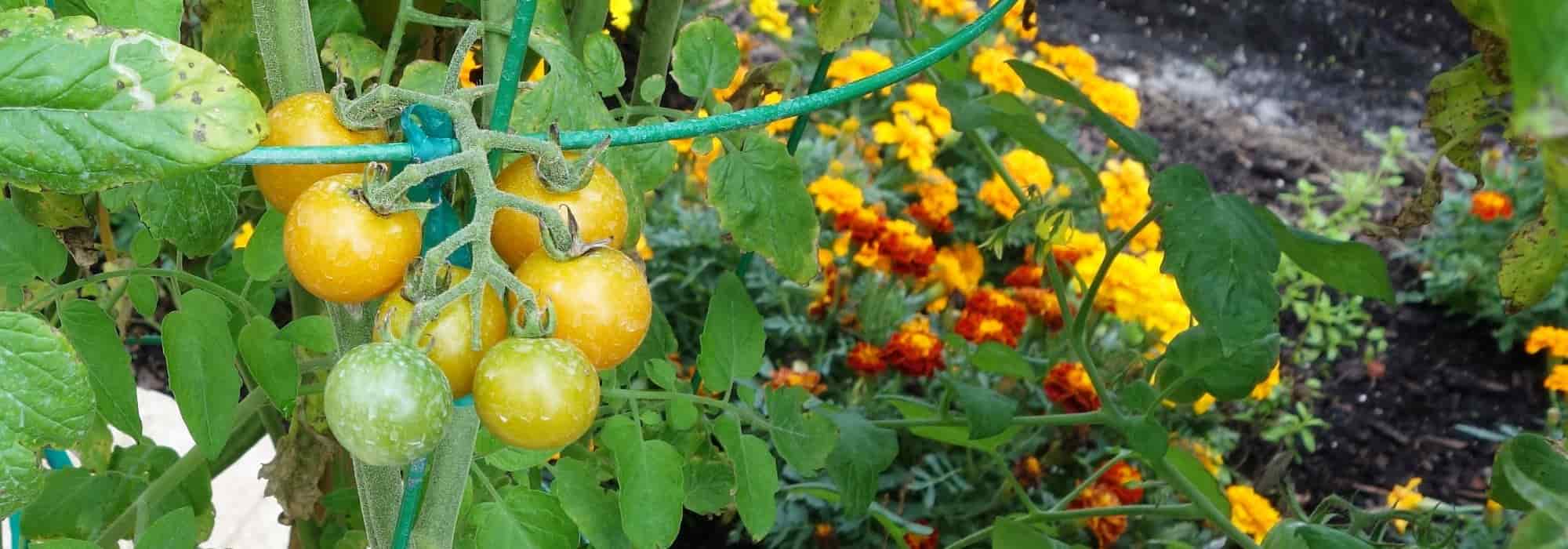 Las 10 mejores plantas compañeras para los tomates