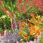 7 consejos baratos para tener un jardín bonito con poco presupuesto