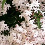 Jazmines perfumados: ¡descubre las fragancias más envolventes!