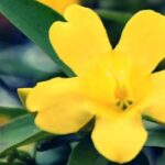 Descubre el top 5 de los jazmines más resistentes