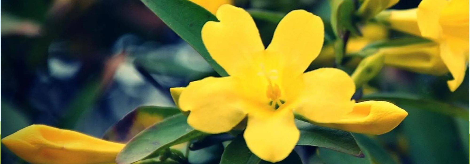 Descubre el top 5 de los jazmines más resistentes