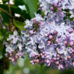 Lilas - Syringa: las variedades más aromáticas