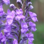 Cultivar las Linarias en macetas: elegancia y verticalidad de una flor campestre