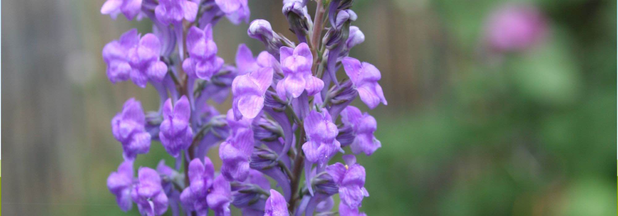 Cultivar las Linarias en macetas: elegancia y verticalidad de una flor campestre