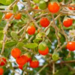 Lycium barbarum: ¿qué variedad elegir para degustar bayas de Goji?