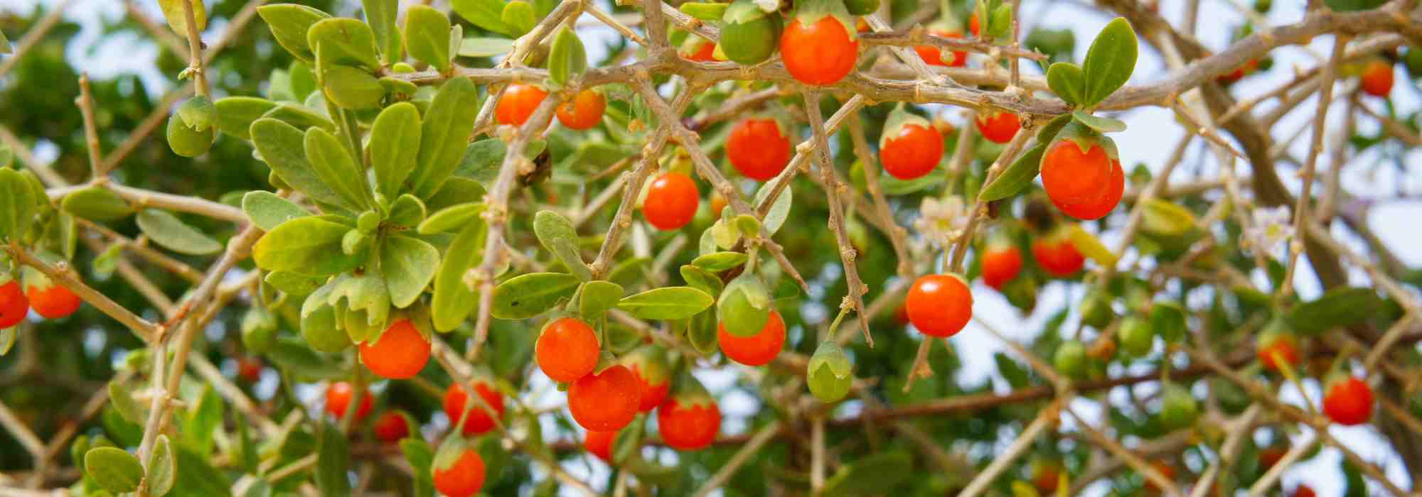 Lycium barbarum: ¿qué variedad elegir para degustar bayas de Goji?