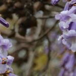 Las enfermedades y plagas del Paulownia