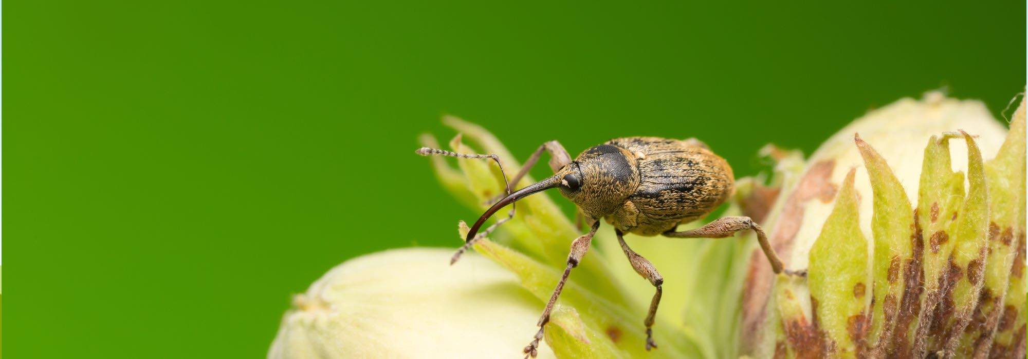 Enfermedades y parásitos del avellano