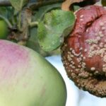 Enfermedades y parásitos del manzano