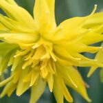 Narciso de flores dobles: 9 variedades para una primavera deslumbrante