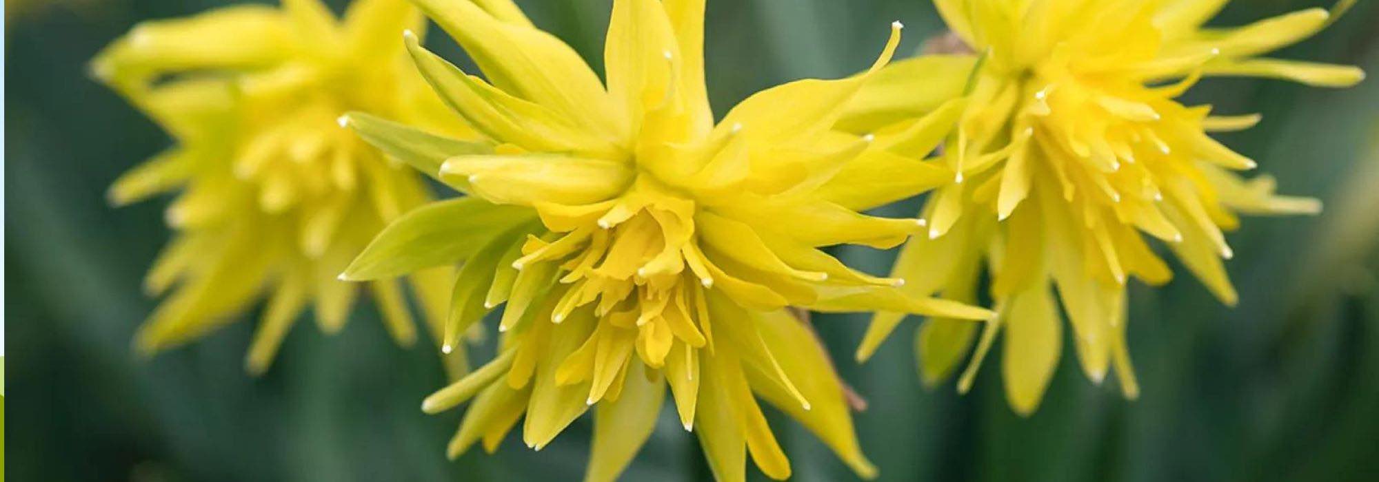 Narciso de flores dobles: 9 variedades para una primavera deslumbrante