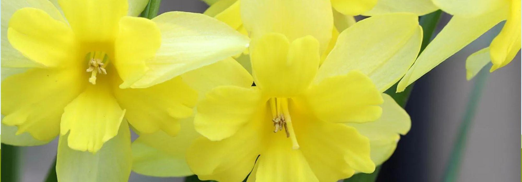 Los mejores narcisos con flor de orquídea para alegrar tu jardín