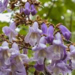 Elegir un Paulownia: nuestra guía de compra completa