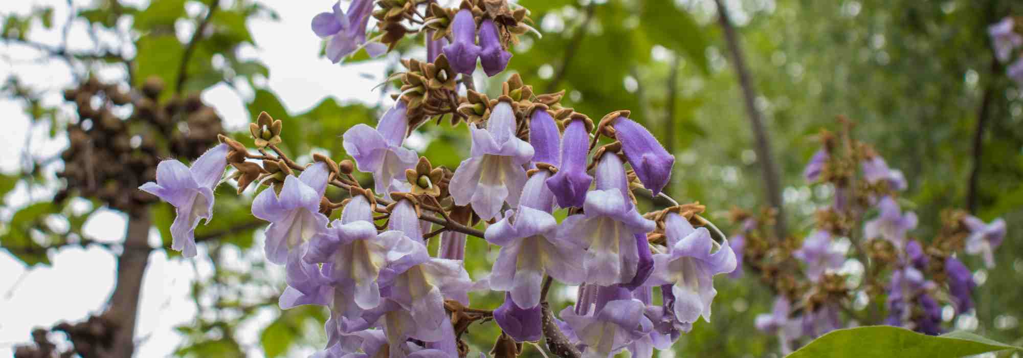 Elegir un Paulownia: nuestra guía de compra completa