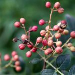 Elija el pimiento ideal para su jardín: nuestra guía de compra completa