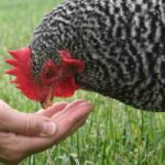 Jardina para tus gallinas: las plantas y los cereales para alimentarlas