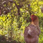Gallinas en el jardín: la guía práctica para una convivencia exitosa