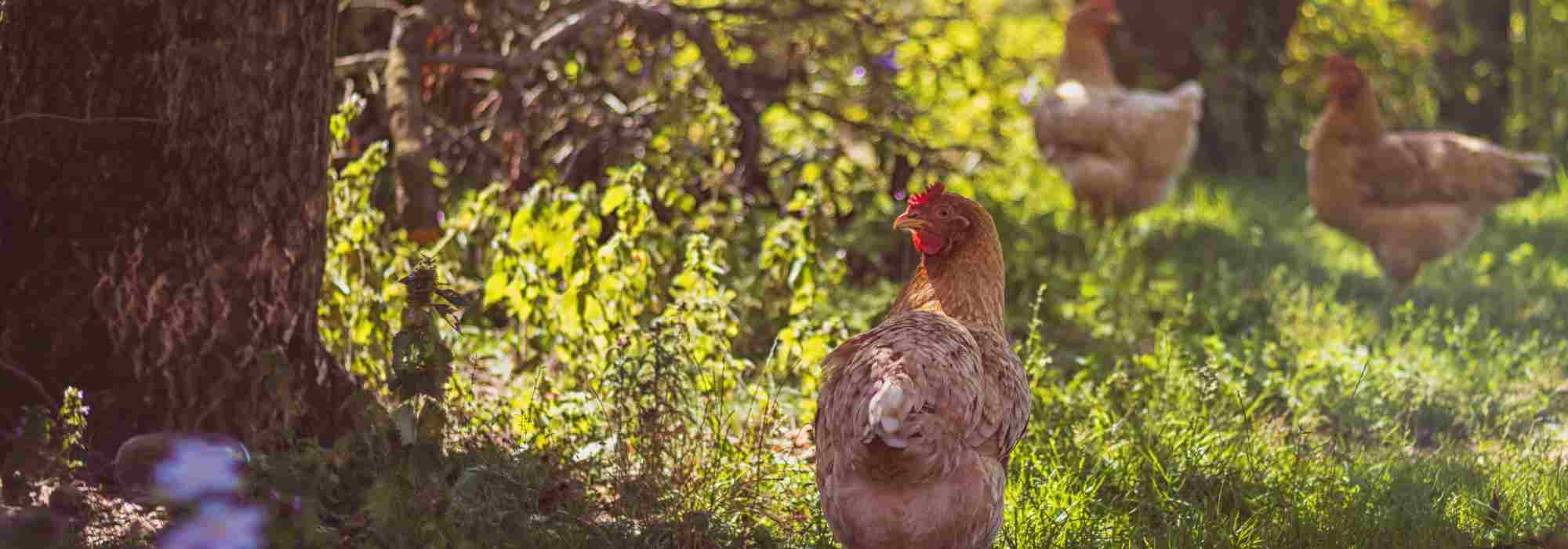 Gallinas en el jardín: la guía práctica para una convivencia exitosa
