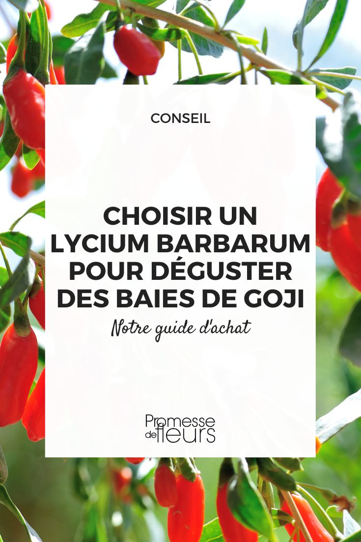 Lycium barbarum (traducción al español: Lycium barbarum, comúnmente conocido como "bayas de goji")