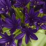 Valoran la excelencia de las plantas: descifrado de las etiquetas y premios hortícolas