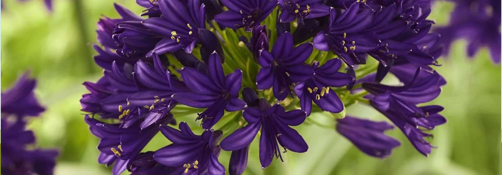 Valoran la excelencia de las plantas: descifrado de las etiquetas y premios hortícolas