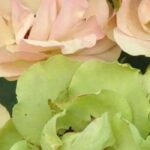 Añade un toque de originalidad a tu jardín con estas 7 rosas poco comunes