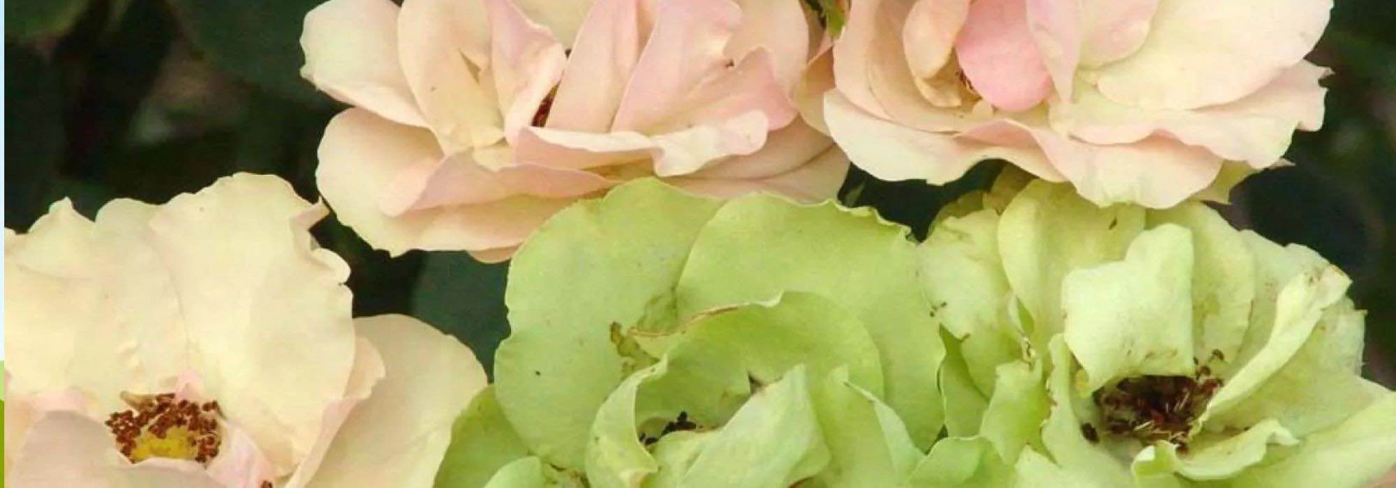 Añade un toque de originalidad a tu jardín con estas 7 rosas poco comunes