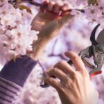 ¿Cómo podar un Cerezo japonés?