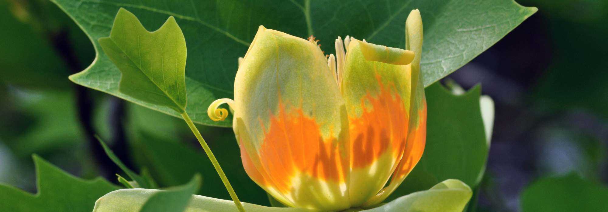 Enfermedades y parásitos del Arbol de las tulipas