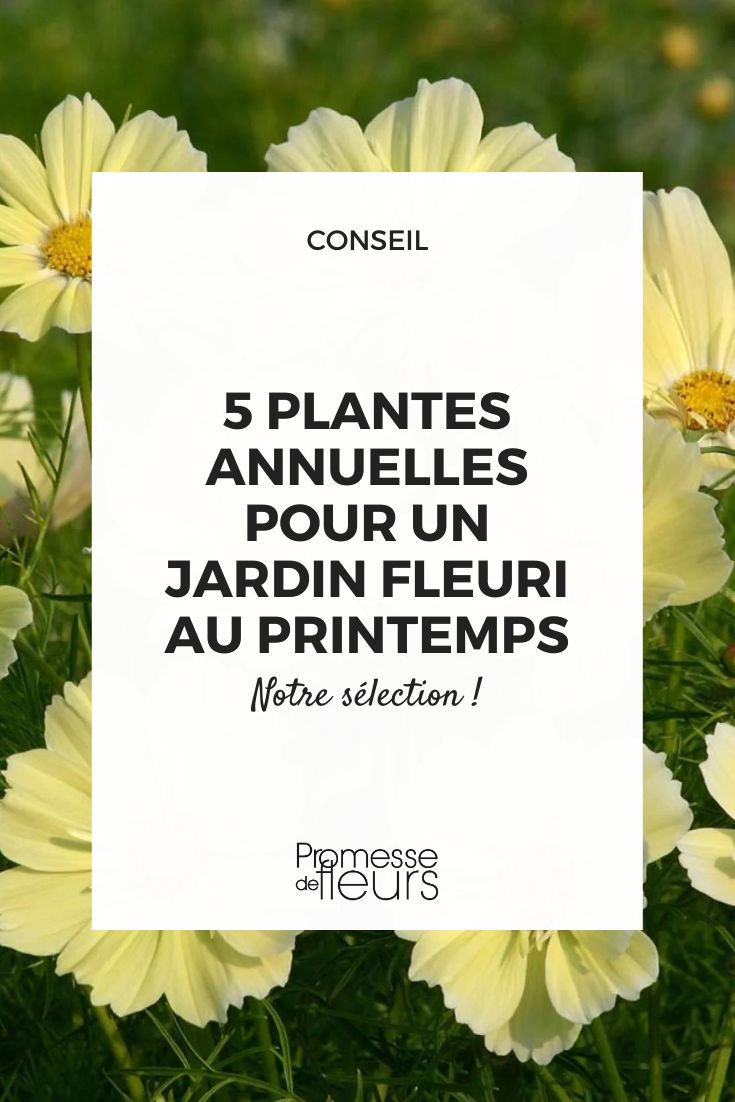 Cosmos 'Xanthos' amarillo