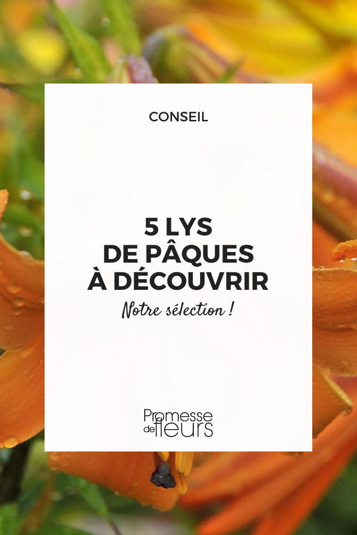 El Lirio trompeta - Lilium x regale 'African Queen'