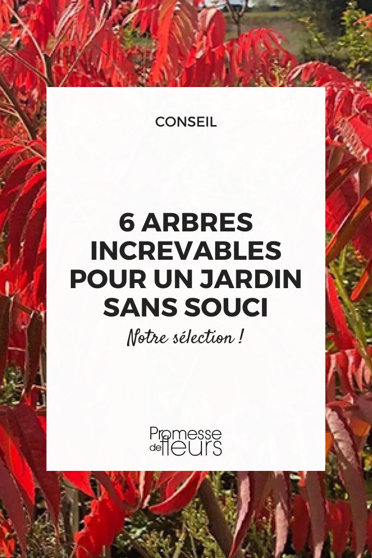 Rhus typhina (traducción al español: Zumaque de Virginia o Zumaque velludo)