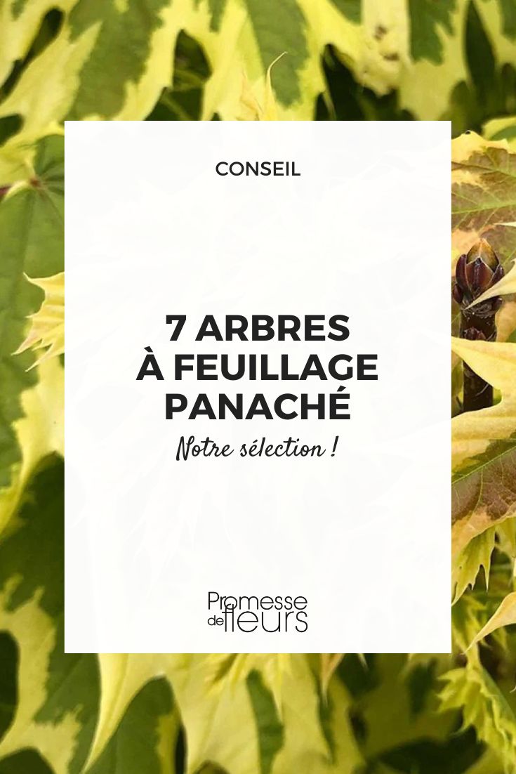 El Acer platanoides 'Drummondii'