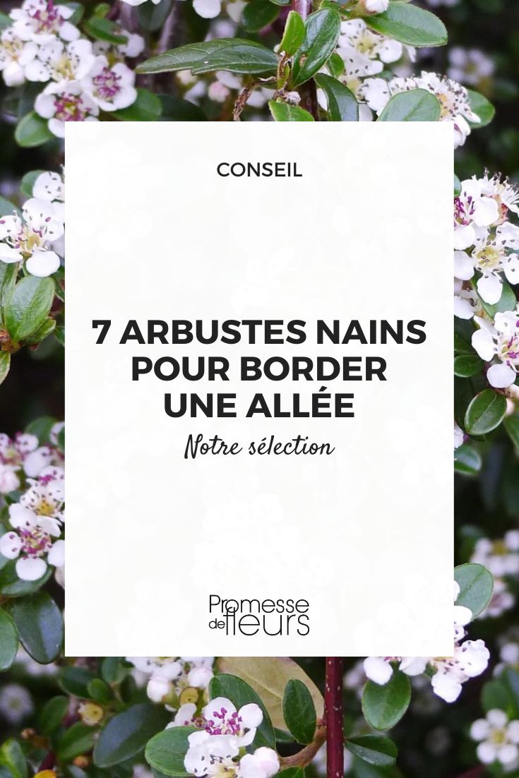 Cotoneaster 'Reina de las Alfombras'