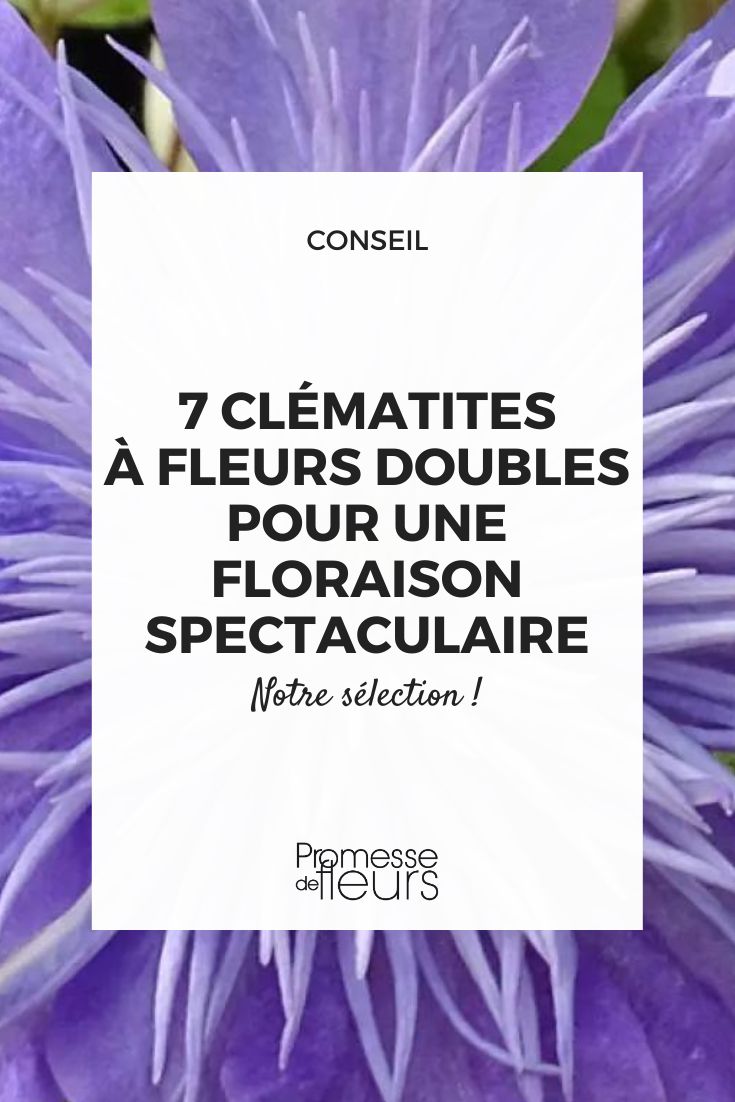 clemátite Crystal Fountain