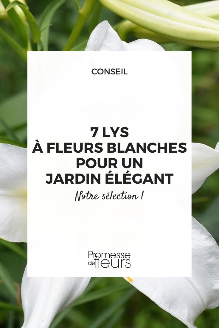 Lilium regale 'Álbum'