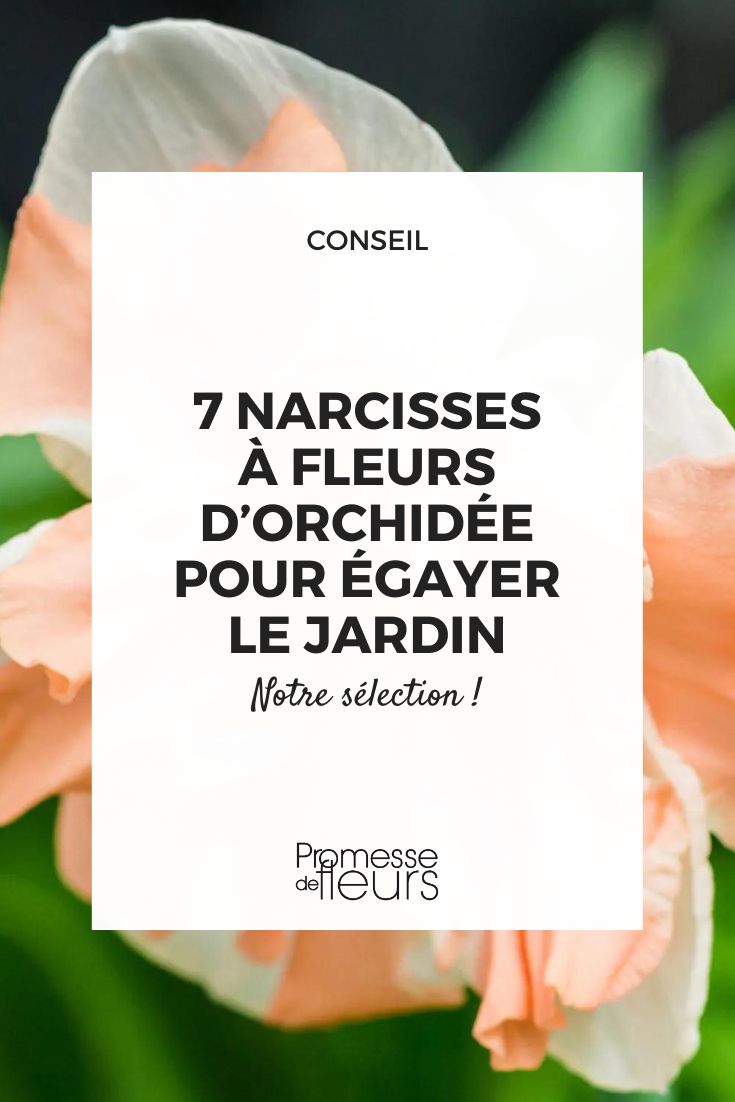 narciso Apricot Whirl