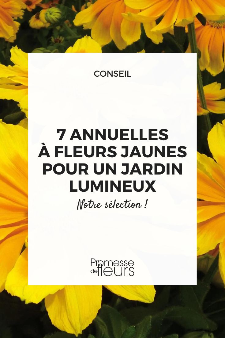 El Rudbeckia anual 'Prairie Sun'