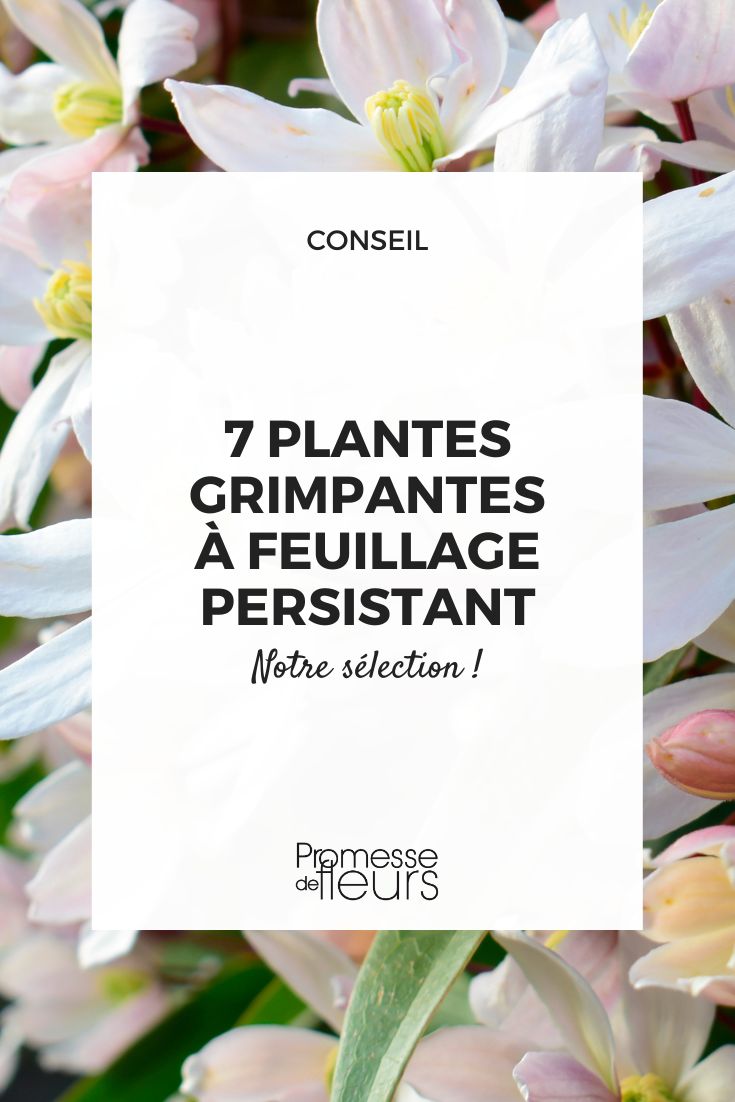 Clematis armandii 'Flor de Manzana'