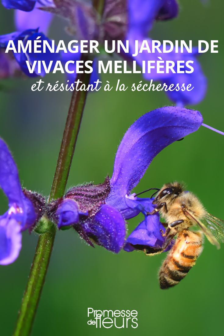 salvia de los prados