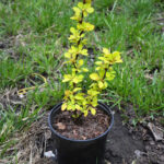 ¿Cómo hacer un esqueje de Berberis?