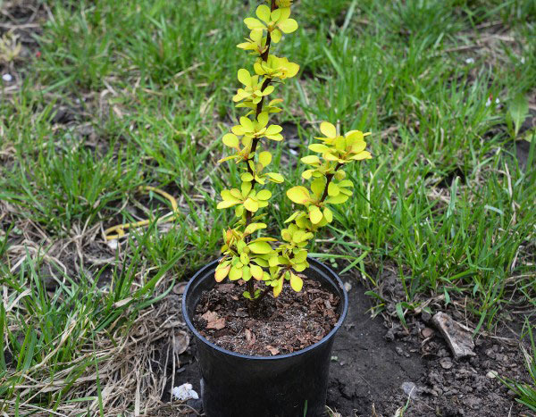 ¿Cómo hacer un esqueje de Berberis?