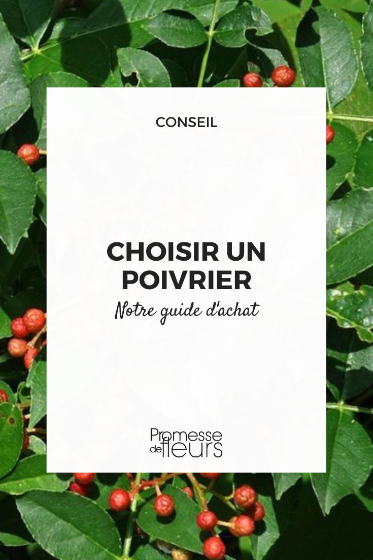 Zanthoxylum (traducción al español: Zanthoxylum)  

*Nota: Se mantiene el nombre científico "Zanthoxylum" ya que es universal en botánica, pero se puede añadir entre paréntesis "pimienta de Sichuan" o "fagara" para claridad en el contexto de plantas ornamentales/comestibles, según la especie específica.*  

Ejemplo de uso en artículo:  
"El **Zanthoxylum** (o pimienta de Sichuan) es un género fascinante de arbustos espinosos, apreciados tanto por su follaje aromático como por sus frutos picantes utilizados en gastronomía asiática."  

*Recomendación para WordPress:*  
- Usar etiquetas `<i>Zanthoxylum</i>` si el texto original las incluye.  
- Añadir hipervínculos a términos técnicos si el original los tiene (ej: `<a href="...">pimienta de Sichuan</a>`).  

¿Necesitas la traducción de un texto específico que incluya este término? Proporciónalo y adaptaré el estilo al contenido.