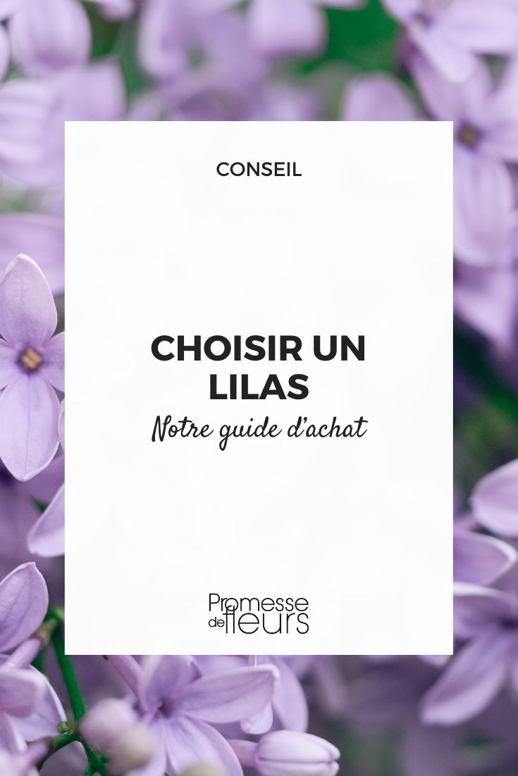 # Cómo elegir tu lila

Los lilos (Syringa) son arbustos apreciados por su floración perfumada y generosa en primavera. Para elegir el lila adecuado para tu jardín, aquí tienes algunos criterios a considerar:

## 1. **Tamaño y porte**
- **Lilas enanos** (1-1,5 m): ideales para pequeños jardines o macetas (ej: Syringa meyeri 'Palibin')
- **Lilas medianos** (2-3 m): la mayoría de las variedades clásicas
- **Lilas grandes** (hasta 6 m): para setos libres o jardines espaciosos

## 2. **Color de las flores**
- Blanco puro: 'Madame Lemoine'
- Rosa pálido: 'Katherine Havemeyer'
- Lila: variedades comunes
- Púrpura intenso: 'Charles Joly'
- Amarillo: Syringa vulgaris 'Primrose' (raro)

## 3. **Perfume**
Algunas variedades son más fragantes que otras. Las lilas blancas y lila claro suelen ser las más perfumadas.

## 4. **Época de floración**
- Principios de primavera: algunas variedades precoces
- Mayo: mayoría de los lilas
- Variedades remontantes: florecen ligeramente en otoño

## 5. **Resistencia y mantenimiento**
- Todos los lilas son resistentes (-20°C)
- Prefieren suelos calcáreos
- Requieren sol para florecer abundantemente

**Consejo:** Si tienes poco espacio, opta por un lila injertado en tallo, que ocupa menos espacio a nivel del suelo. Para un efecto inmediato, elige un sujeto ya bien formado en contenedor.