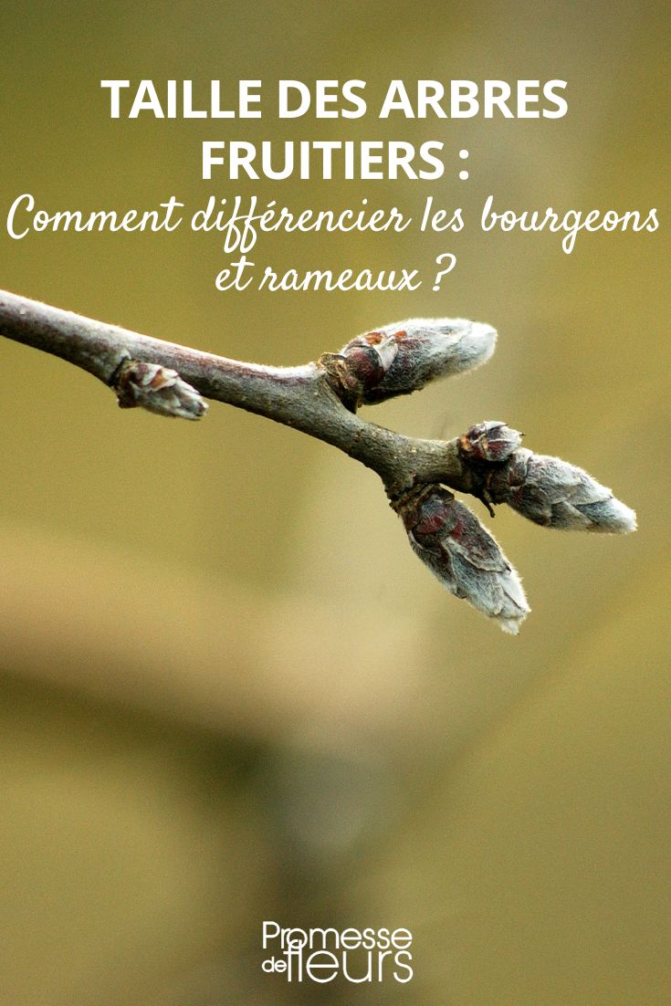 tamaño de fructificación